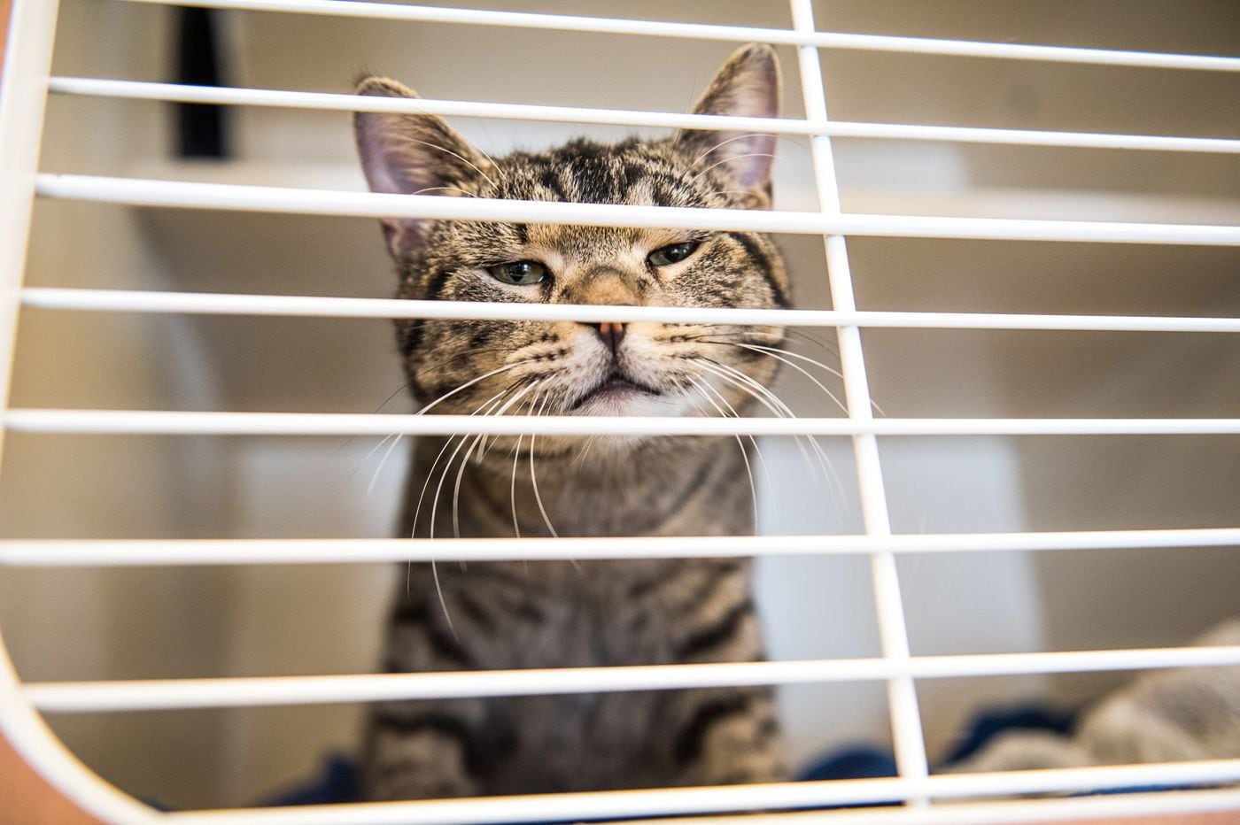 What to Consider When Adopting a Cat