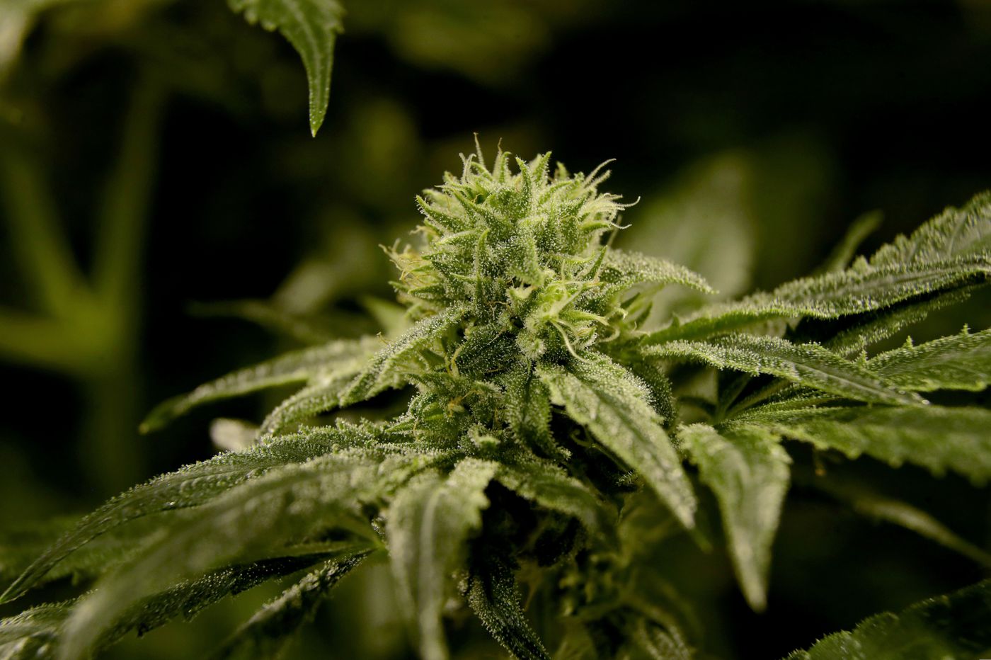 N.J. Legislators Call Off Vote to Legalize Marijuana