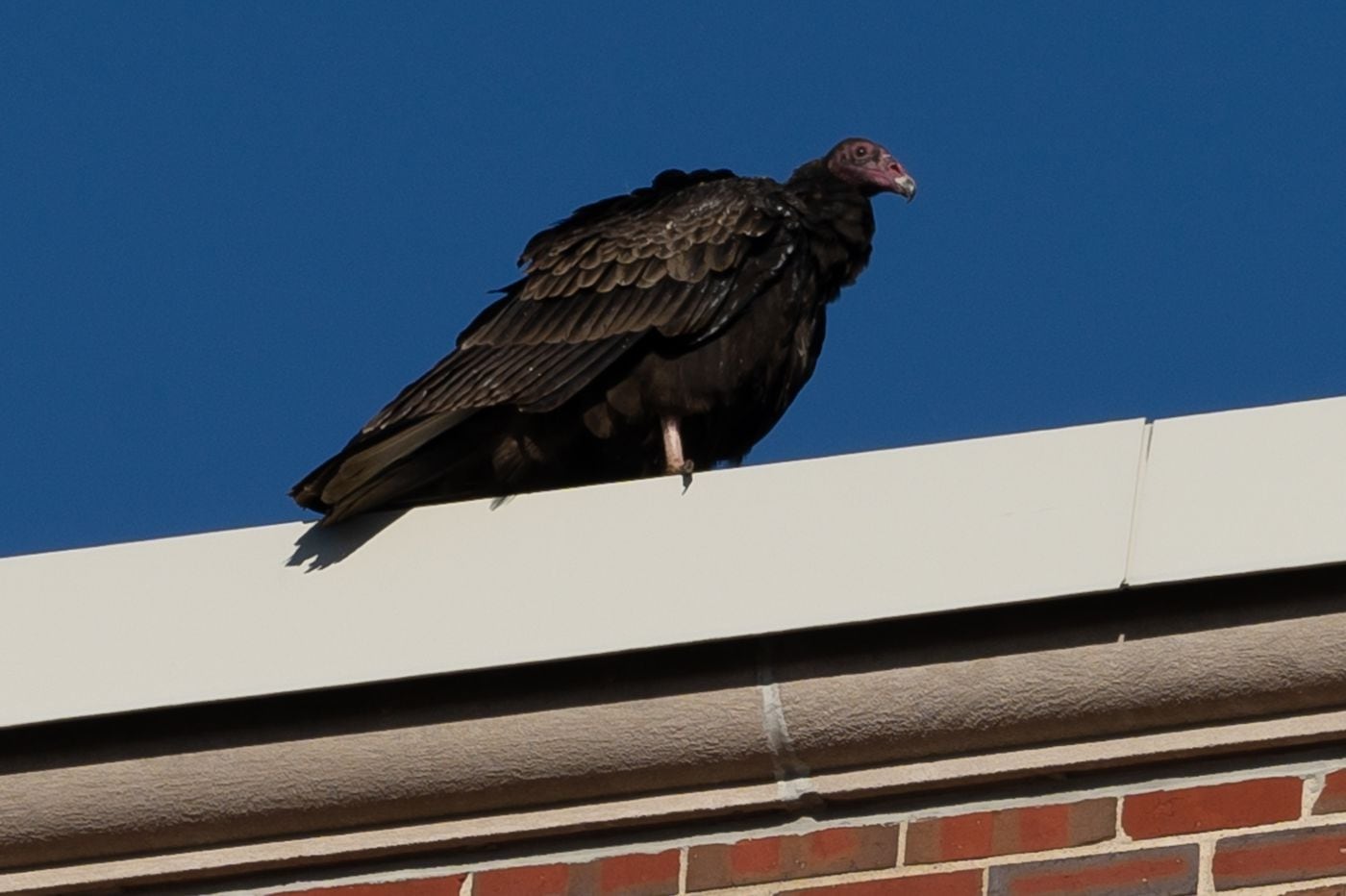 vulture hosting